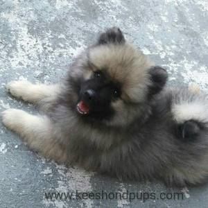 Meet your Posher, Joann